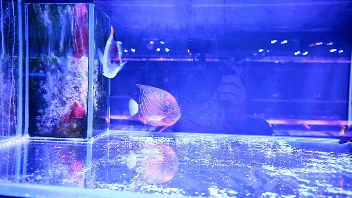 探访！新官园市场萌萌小动物们“营业”啦——