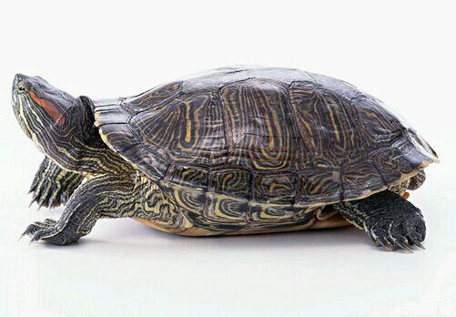 巴西龟饲养套餐超豪华版,巴西龟幼龟吃什么食物大全