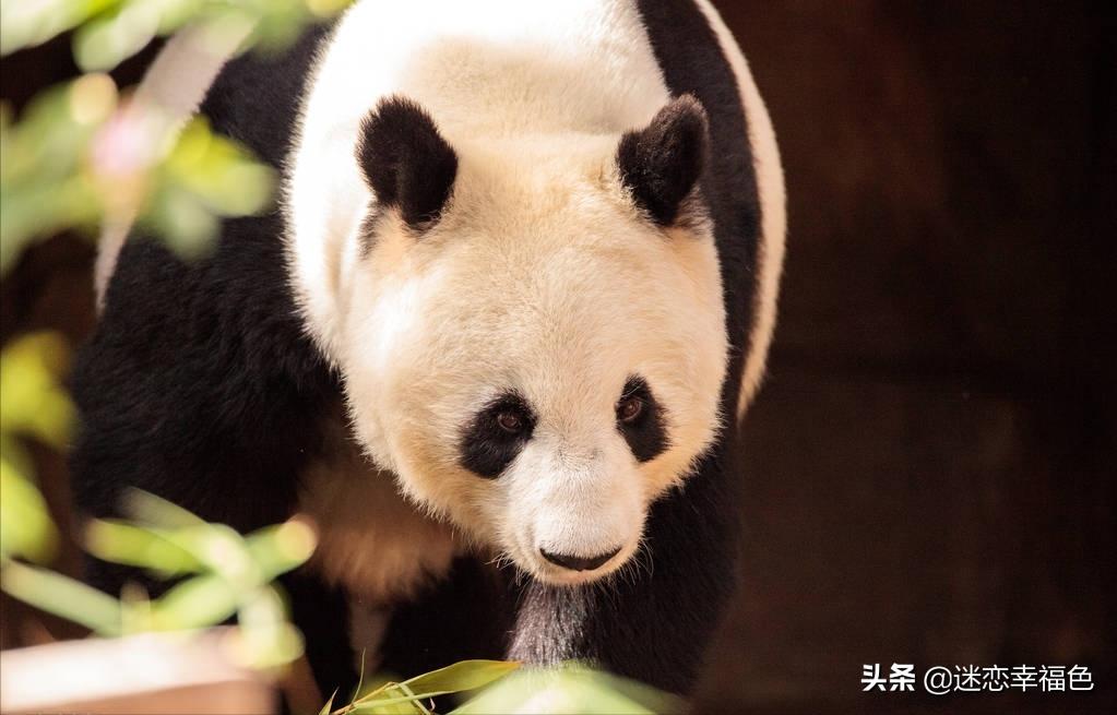 大黑熊伤人,黑熊是怎么伤人的