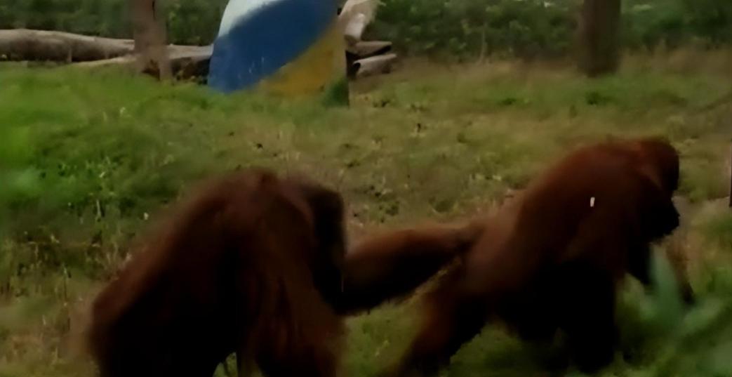 动物园大猩猩健身,大猩猩吃东西变瘦