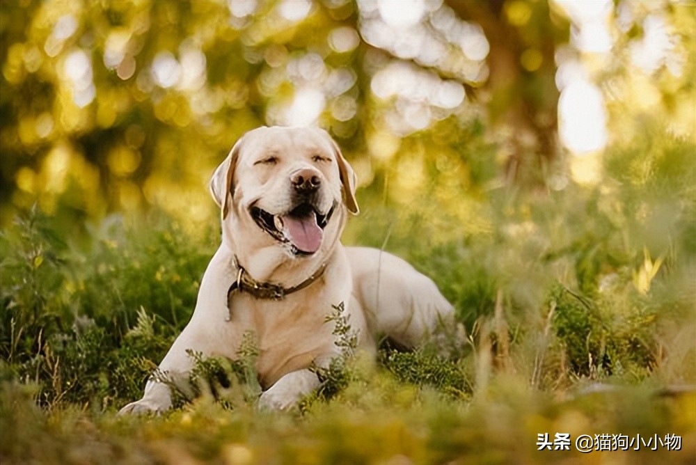 十二星座最适合养猫还是狗,十二星座不适合养的狗狗