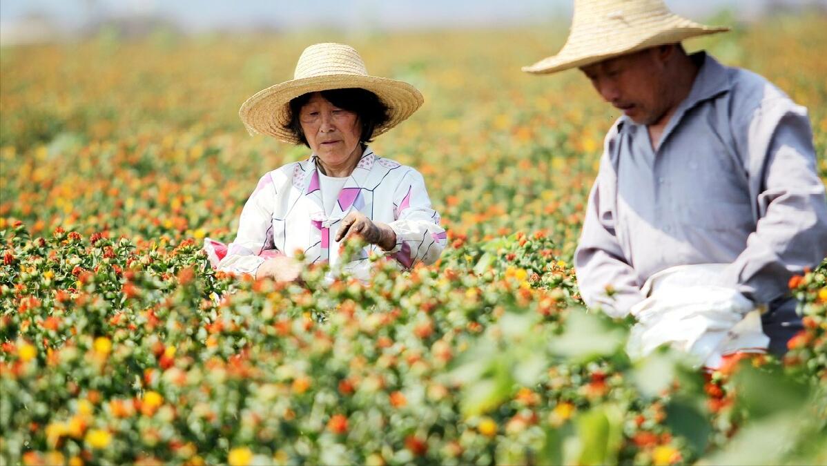 2021年家庭农场合作社补贴标准,农业企业可以获得的补贴