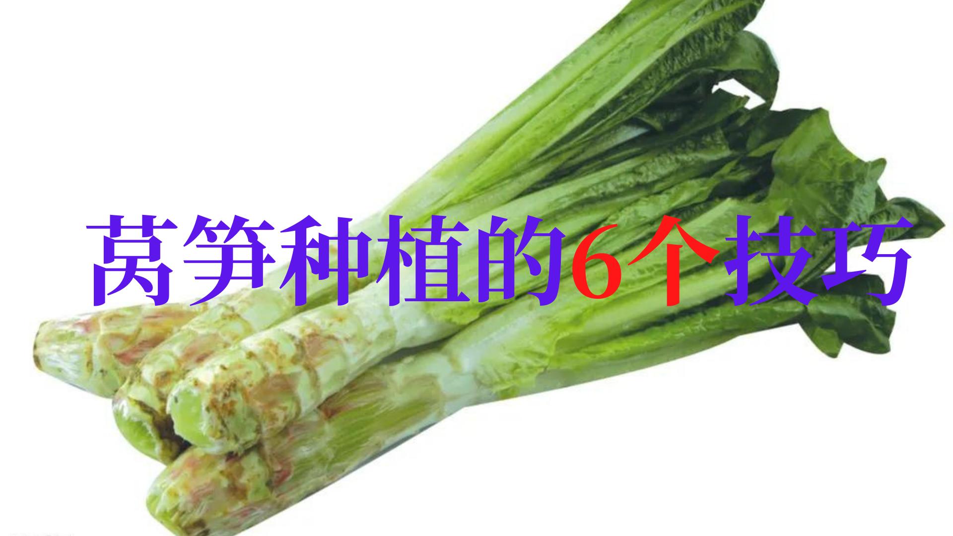 怎样种植莴笋的全过程,怎样种植莴笋又嫩又好吃