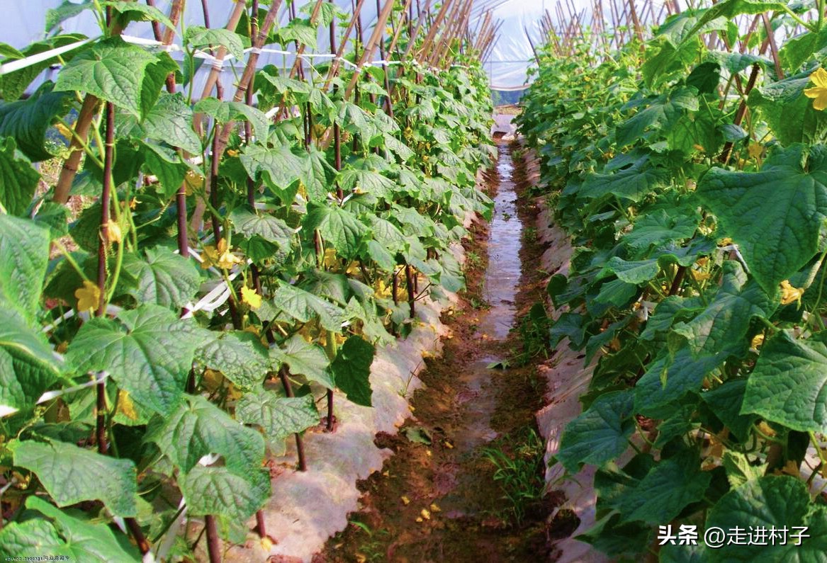 黄瓜长高需要把下面叶去掉吗,不搭架黄瓜如何修剪