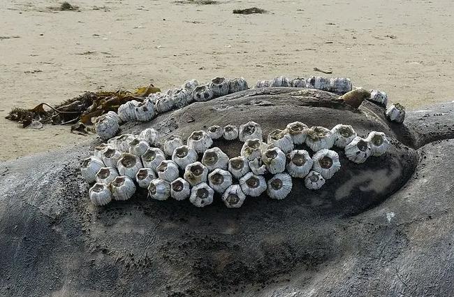 在浙江吃藤壶,还以为吞了个鬼手