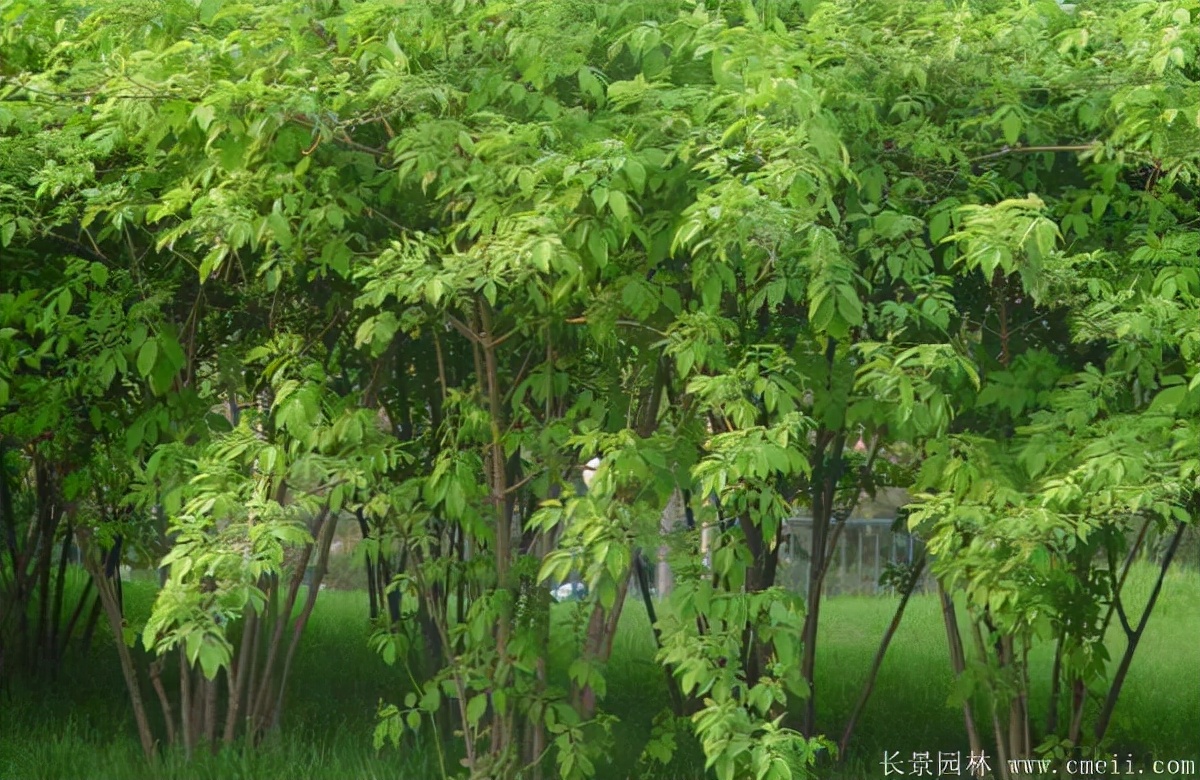 上海优质金银木价格,金银木价格一览表