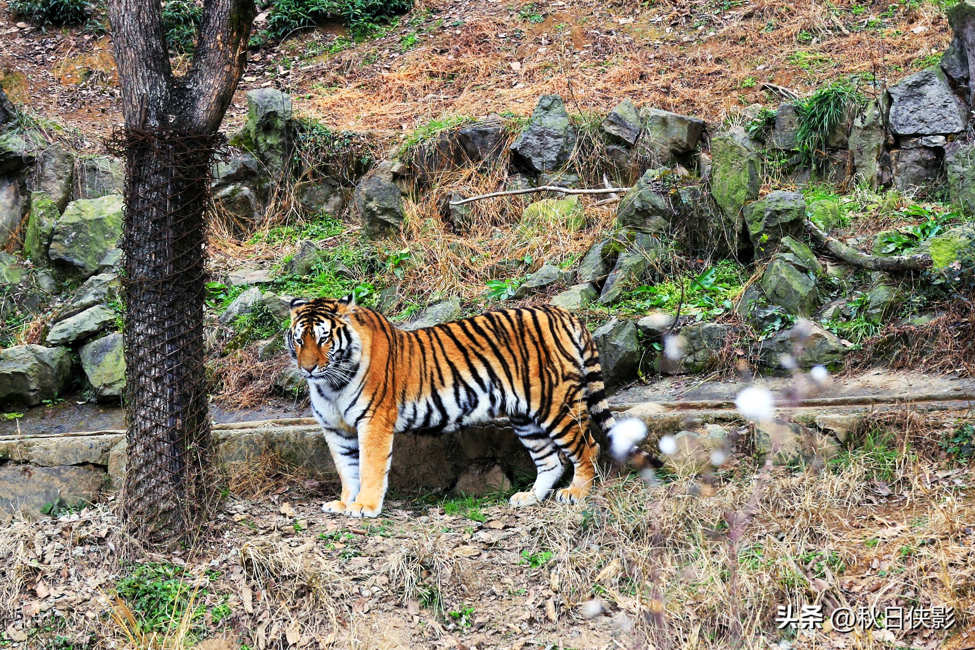 杭州野生动物世界自驾游攻略,杭州野生动物世界自驾还是步行好