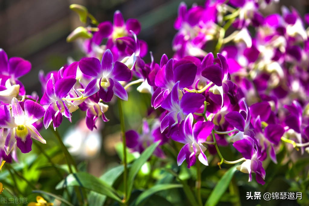 春兰奇蝶花图片,春兰花园美图欣赏