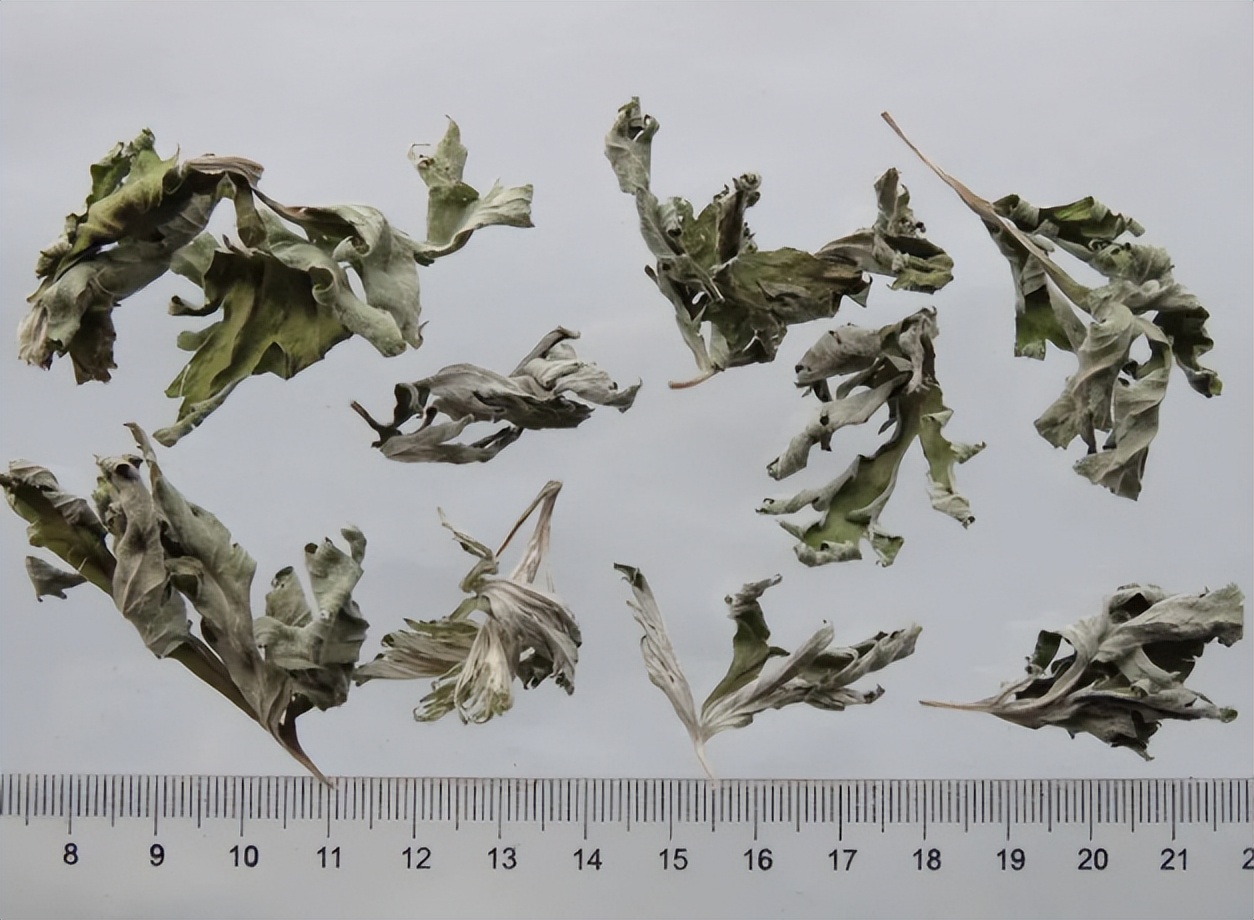 药用艾叶和食用艾叶识别,带你识别艾叶图片