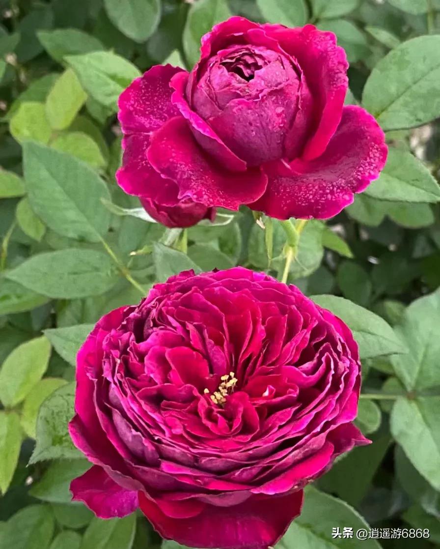 欧月皇宫深紫色月季花,月季花美图