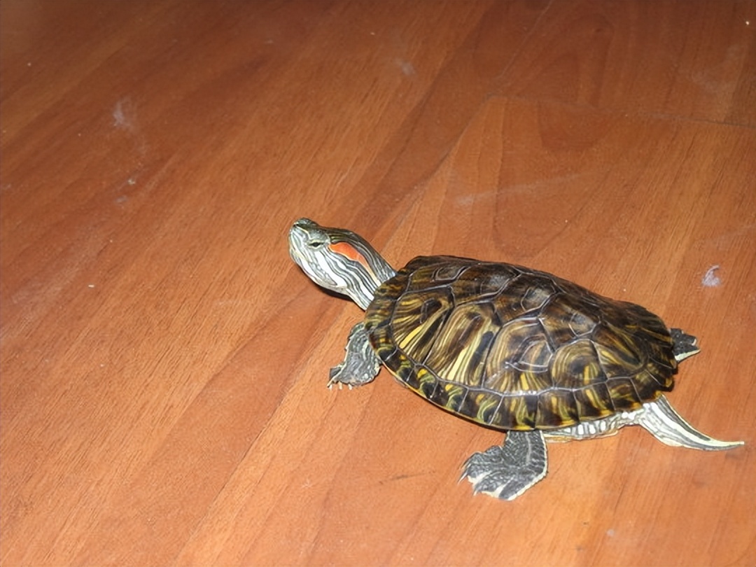 巴西龟在秋天咋养,巴西龟秋天怎么养