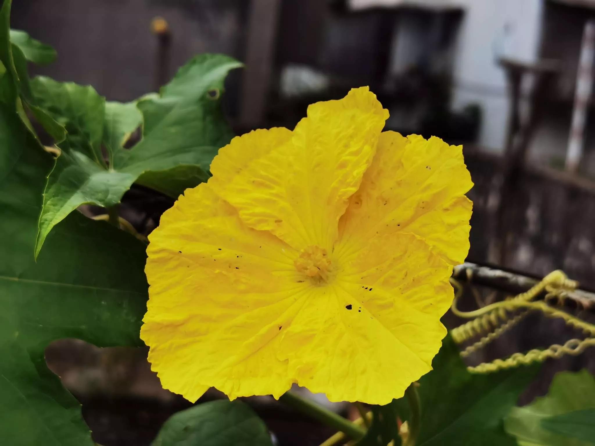 认识各种花的花名,认识各种花的名称