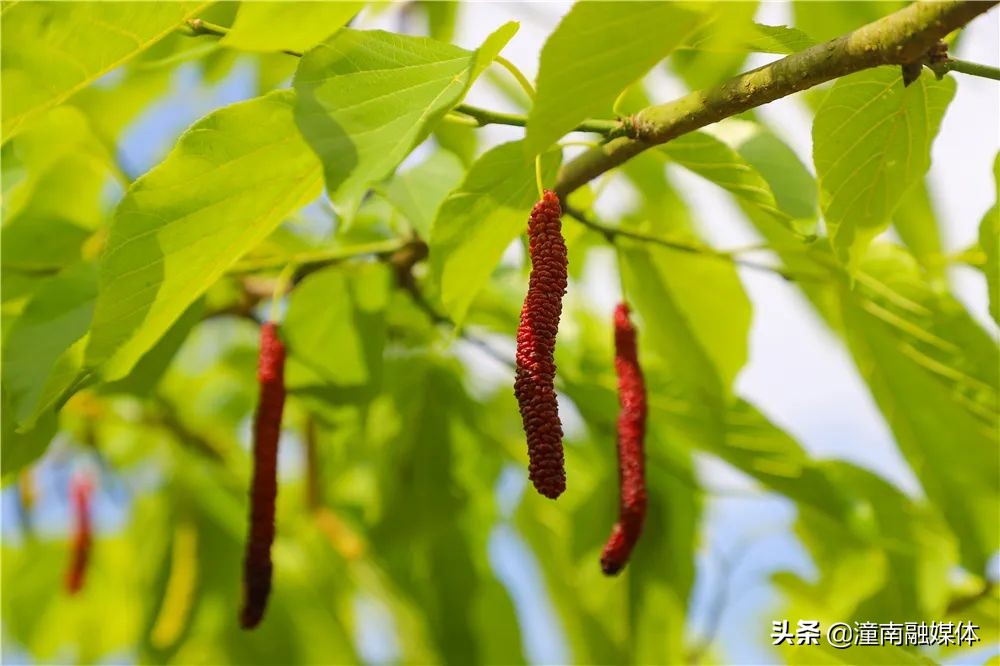 五一去哪儿耍|来塘坝摘桑pao儿啦