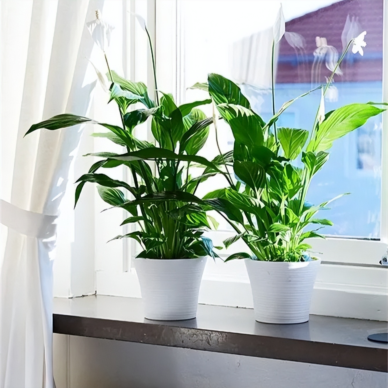 新房装修适合摆放的花,装修完室内放什么花净化空气