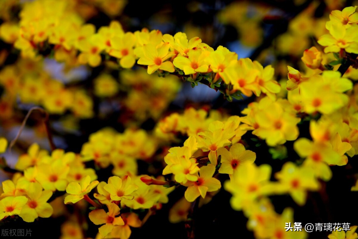 带名字的花卉大全,名字带有春字的花