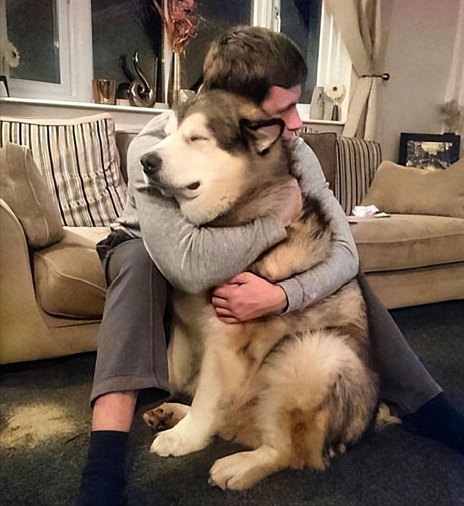 阿拉斯加犬的优缺点,熊版阿拉斯加优缺点