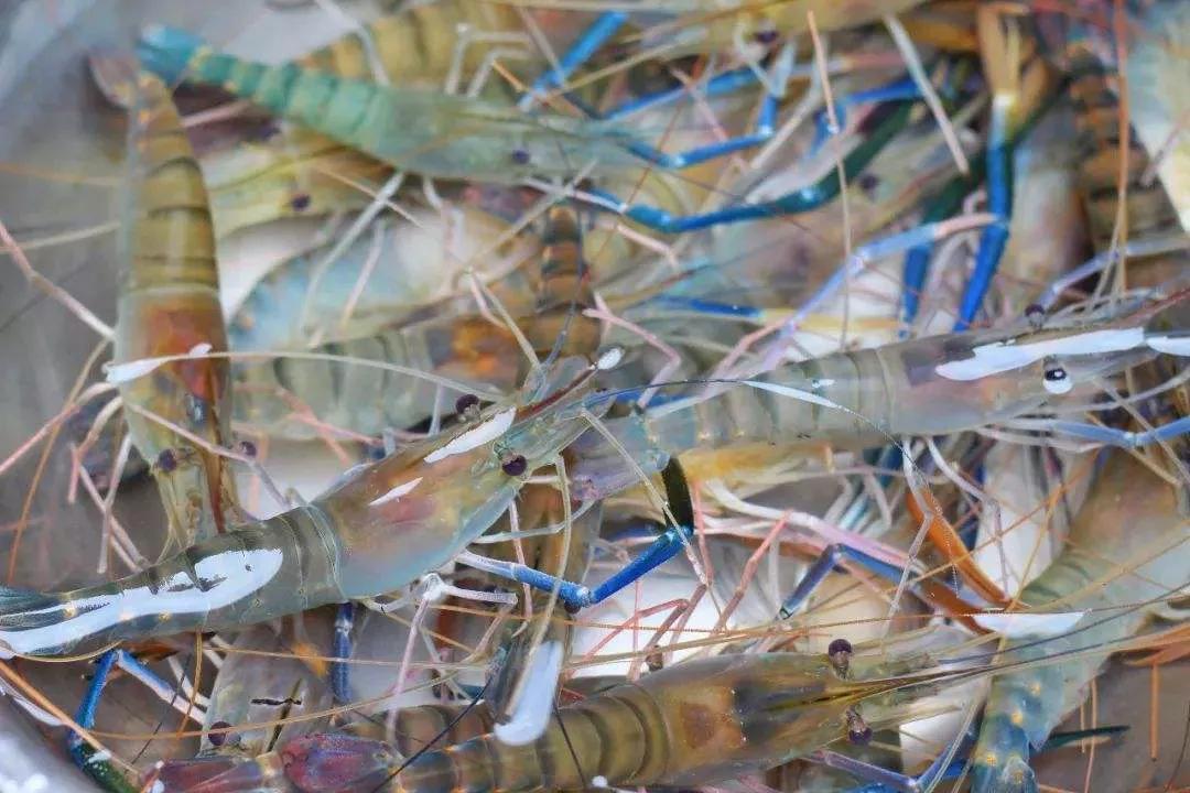 2020年禁养水产类名单,国家禁止放生的鱼类有哪些