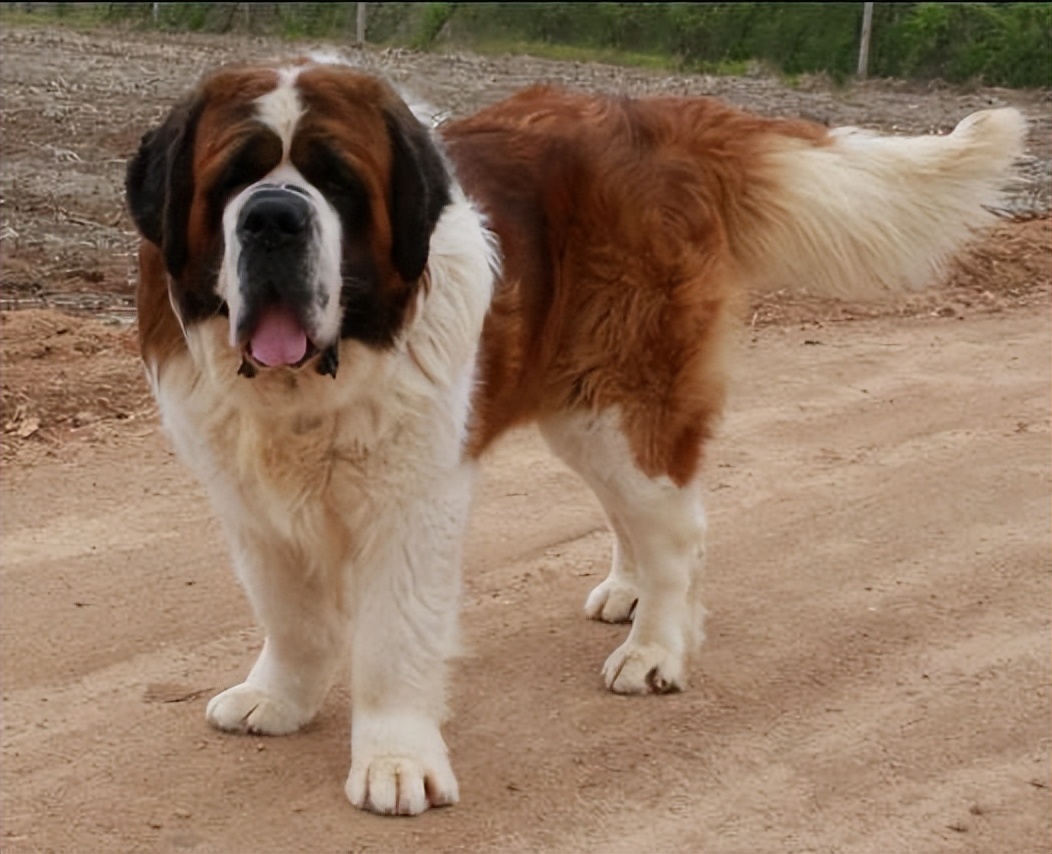 什么狗活的寿命最长还好养,寿命长的5种狗排行榜