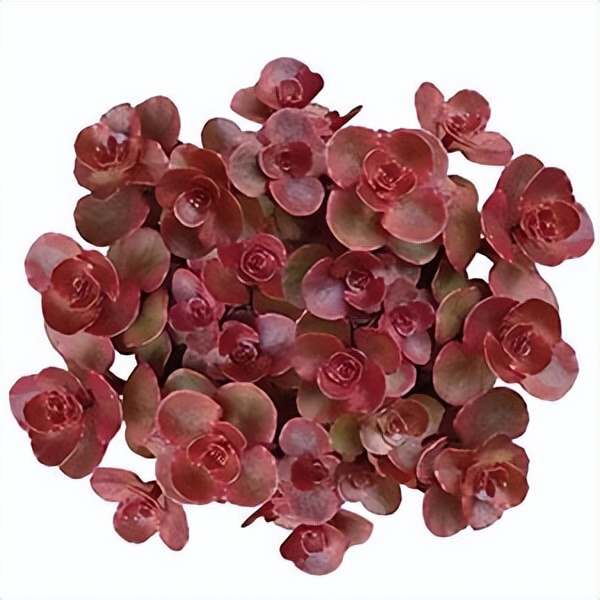 102个大类近500个多肉植物图片，都极其美丽，建议在家中也养一盆