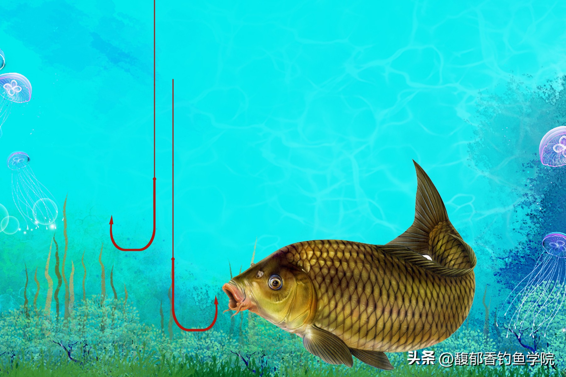 黑坑钓鲤鱼不咬钩怎么解决,黑坑钓鲤鱼那些猝不及防的瞬间