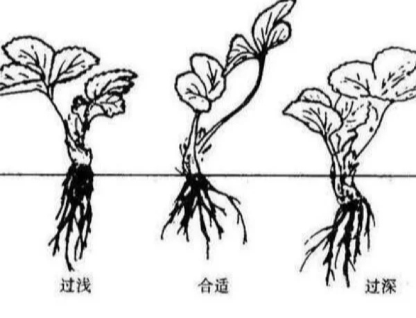 怎样让一颗草莓变成多颗草莓,想让草莓多结果施什么肥
