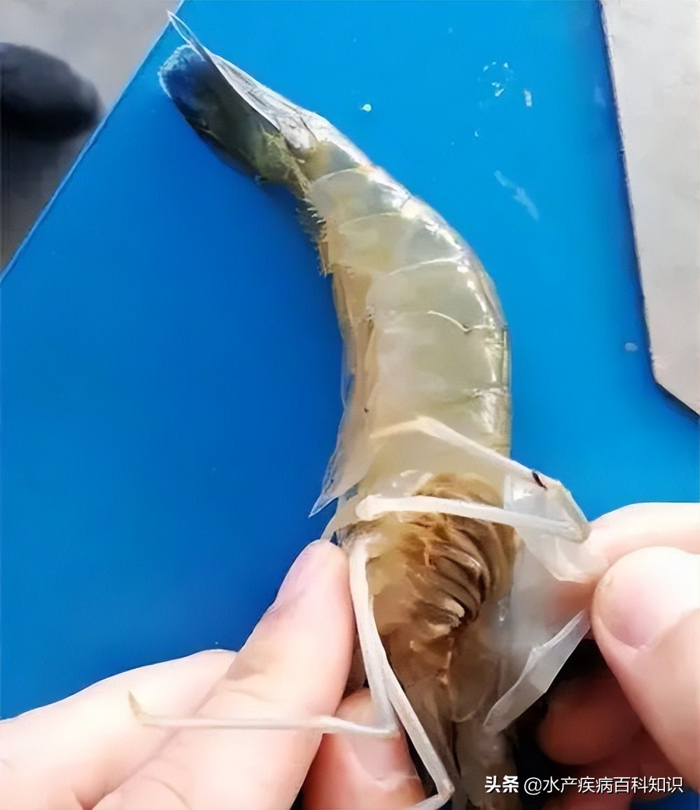 对虾黑腮怎样防治,什么原因会引起对虾黑鳃如何处理