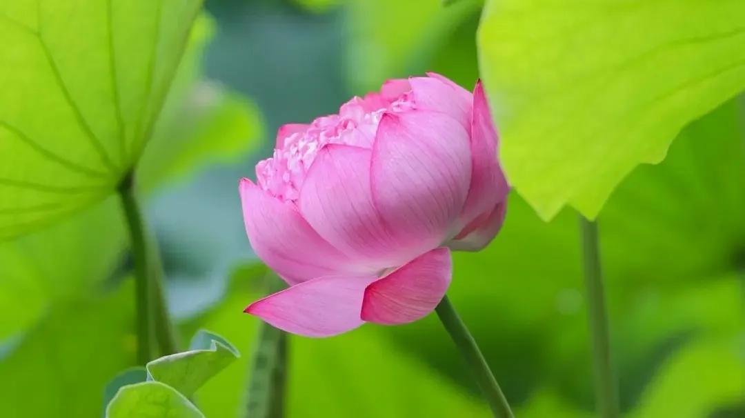 北京8处赏荷胜地,北京赏荷花最美的地方