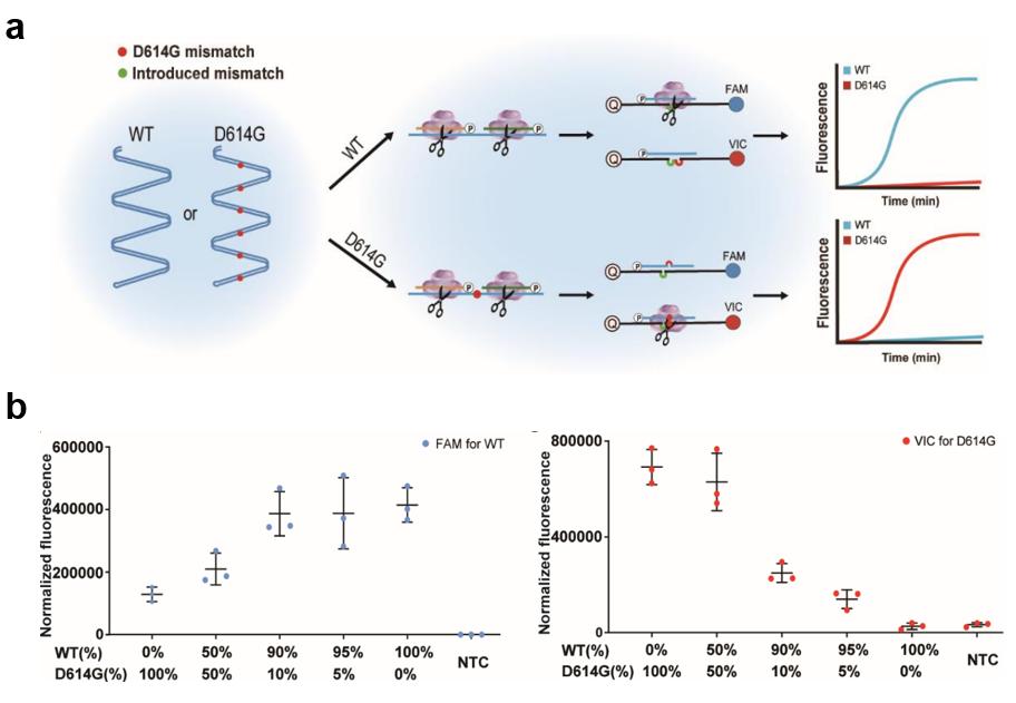 具有自主知识产权的新型基因编辑病毒核酸快速诊断技术平台
