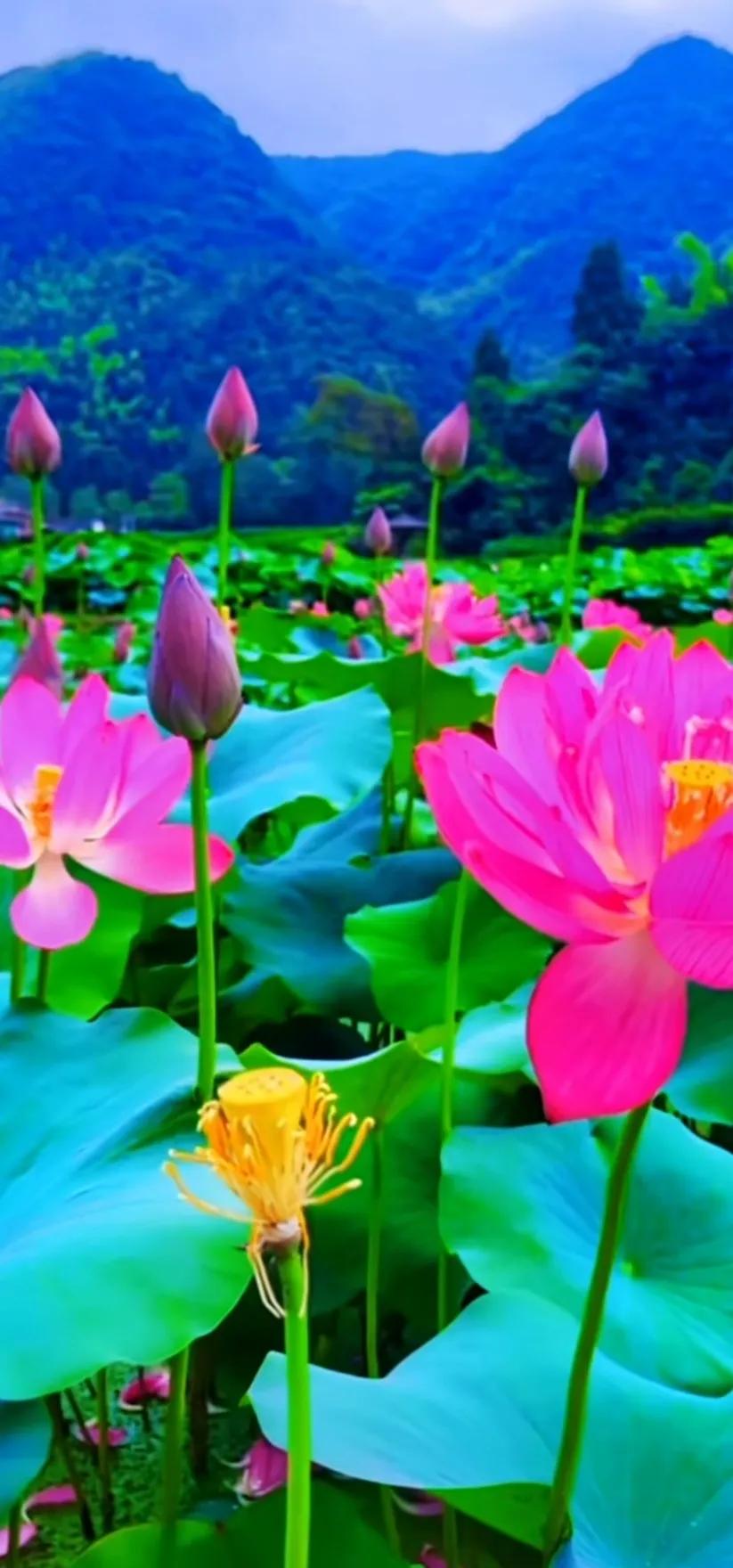 夏至荷花荷叶图片,夏至时节荷花正美图片