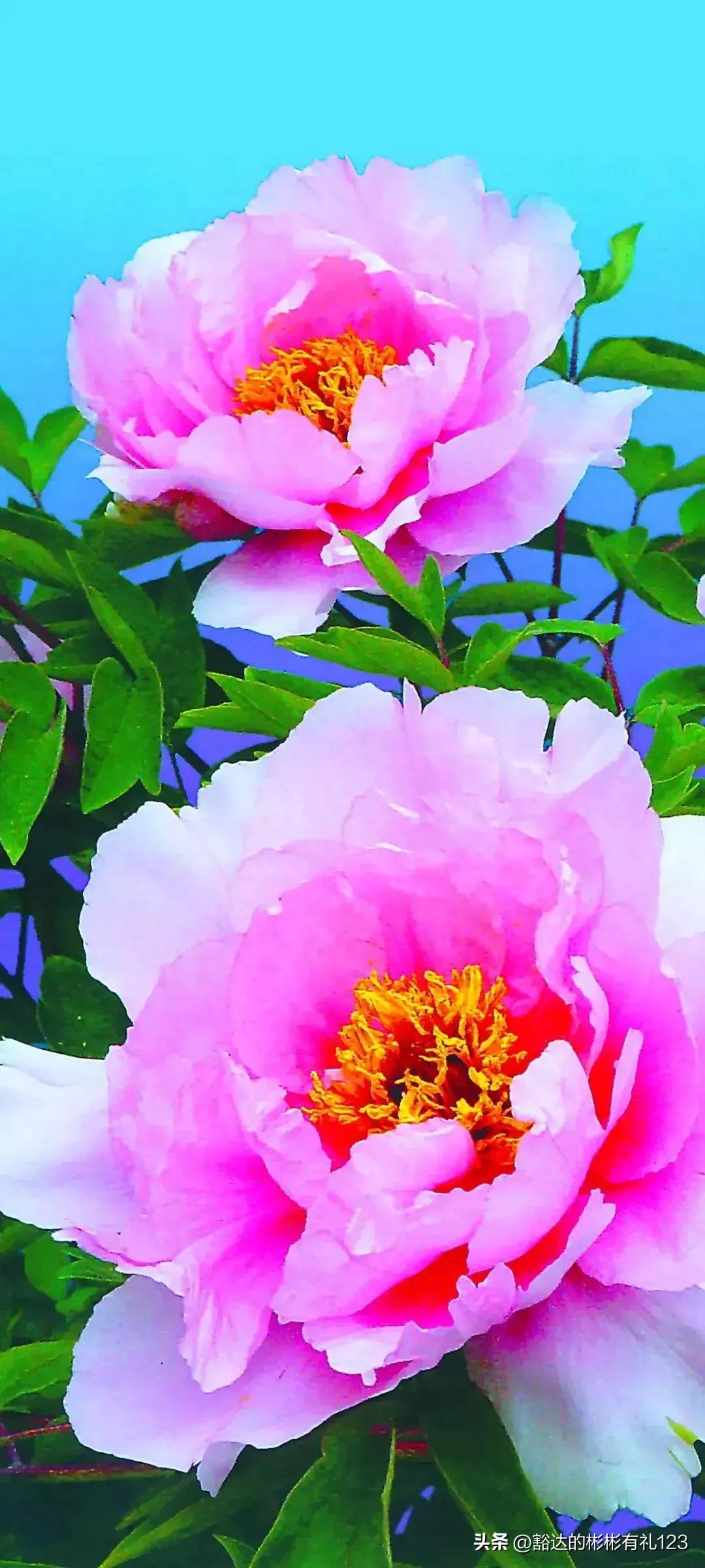 难得一见绝美一清二楚郁金香壁纸,难得一见雪景壁纸