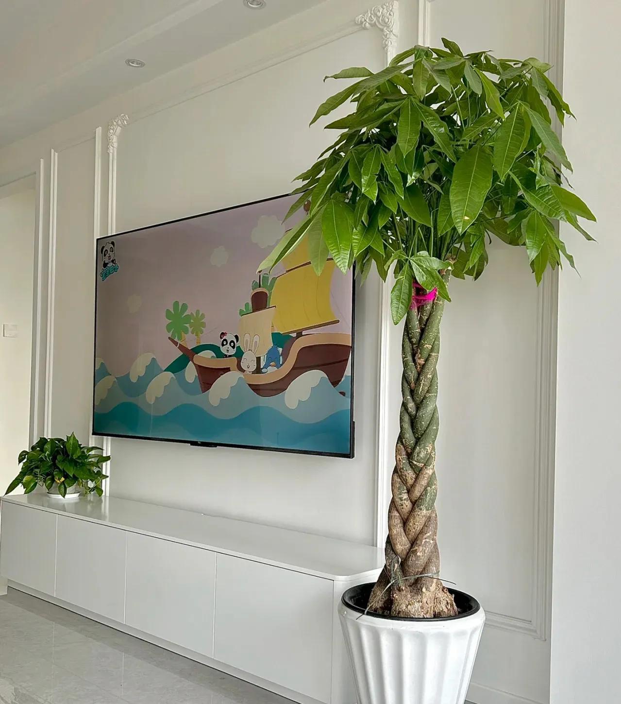 吸甲醛排行榜前十名的十种花,吸客厅甲醛最好的10种花