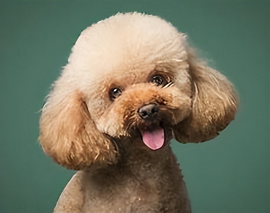 养泰迪还是比熊犬好养,养比熊犬好还是养泰迪犬好