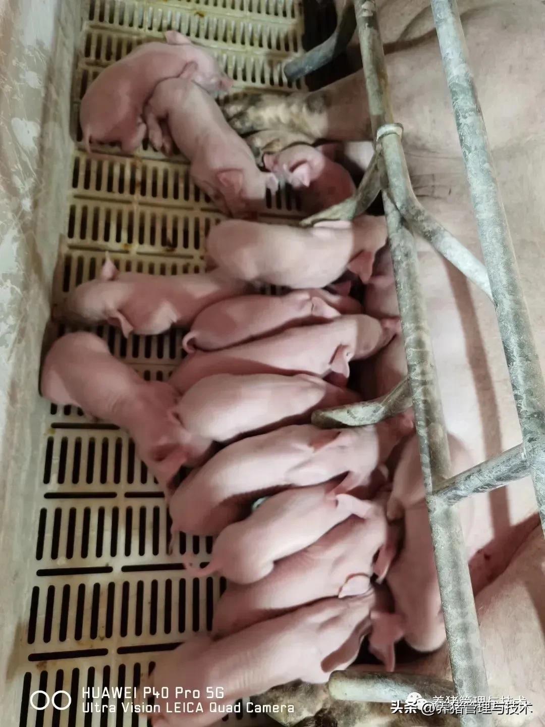 分娩母猪难产,分娩母猪发生难产时如何处理