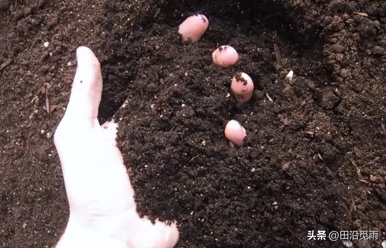 松树盆景土配制方法,黄杨盆景土配制方法