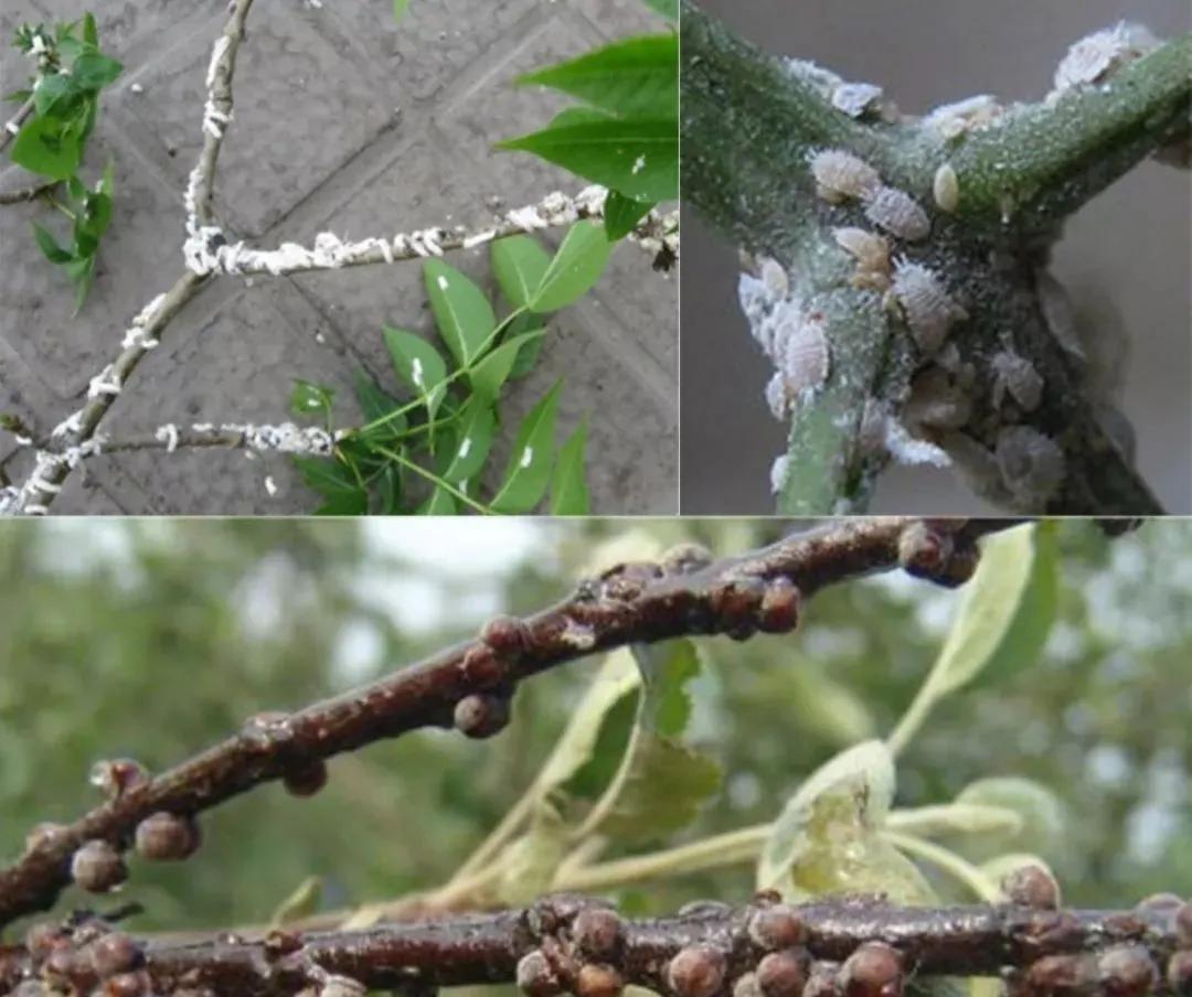 蚧壳虫最简单有效的防治方法,防治蚧壳虫最有效的办法