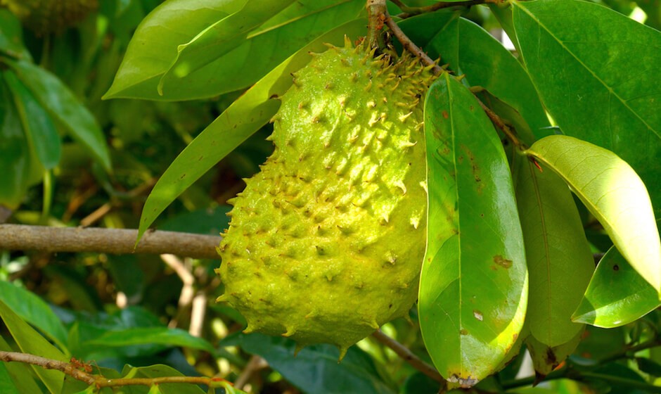 非洲岛国毛里求斯免费水果多到伸手可摘，走走路动动手吃到树上熟