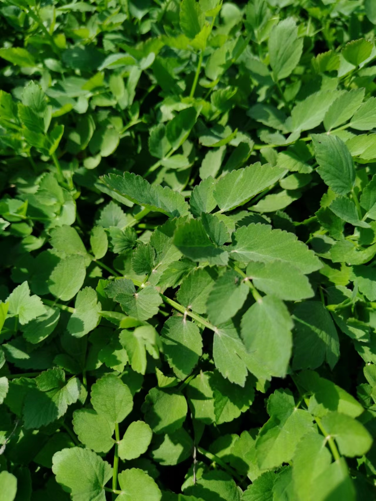 情系桃花岛下句,情系原唱歌曲