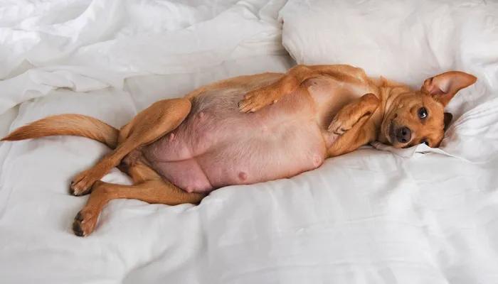 公狗和母狗交配时，可以强行把它们分开吗？