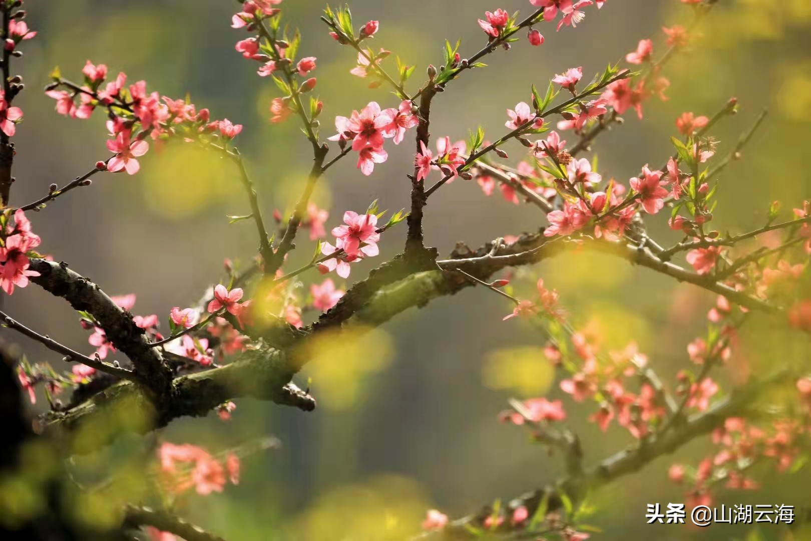 花开到荼蘼美文,花开荼蘼葳蕤生香