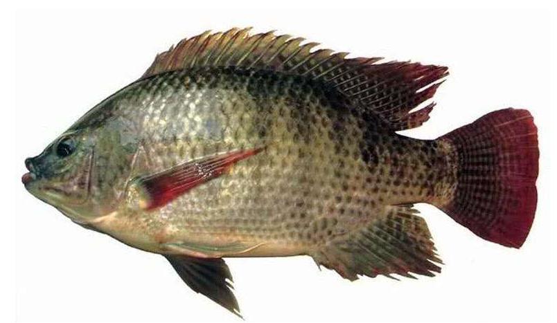 世界水产业重点科研培养的淡水鱼类——罗非鱼