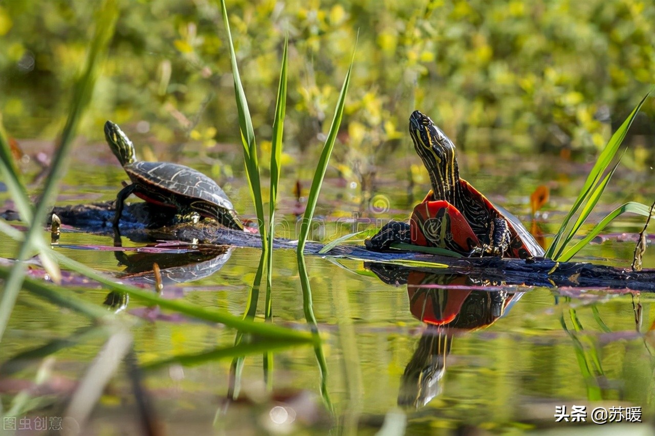 冬季加温养龟反复腐皮,冬季加温龟缸