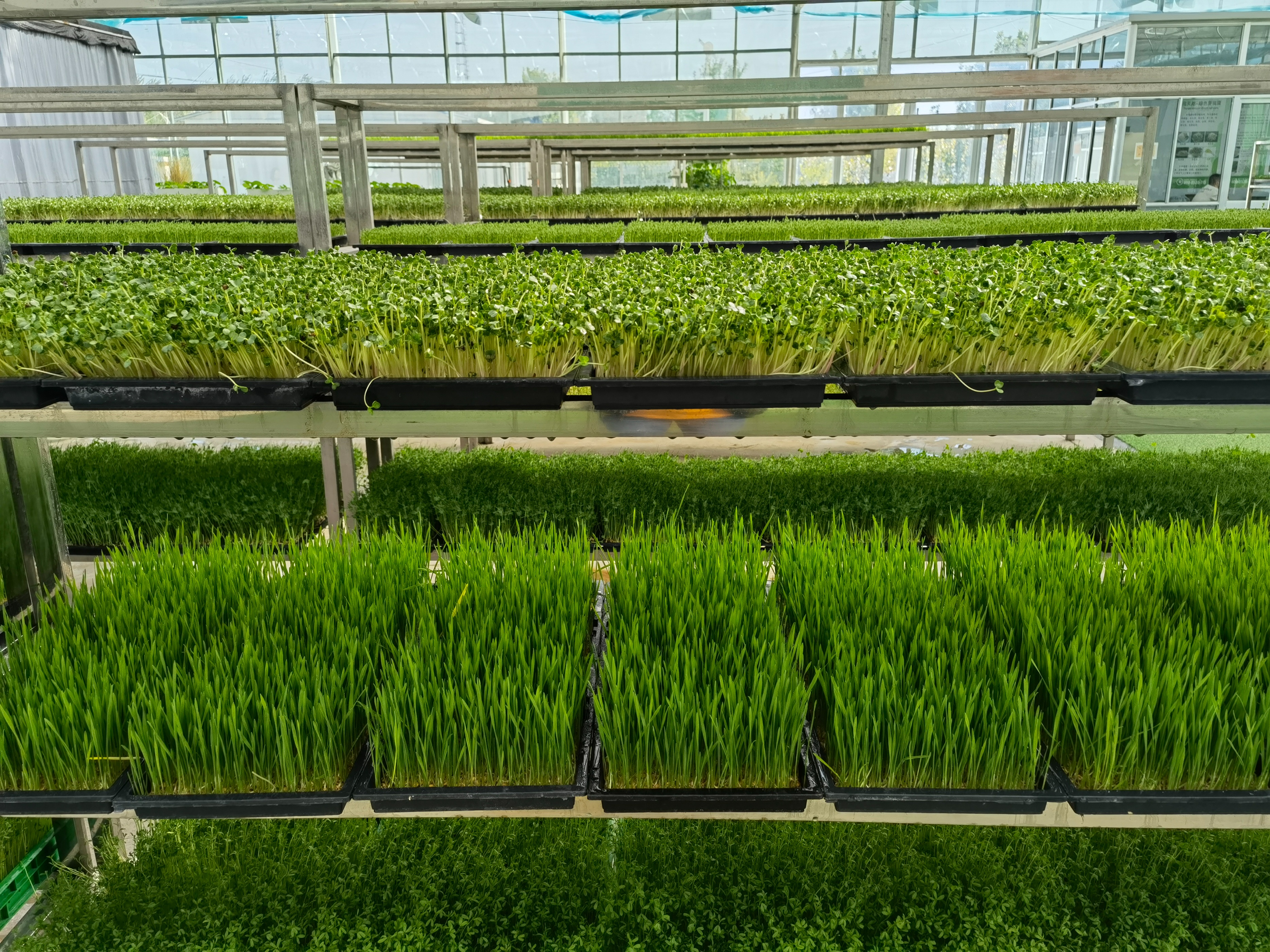 芽苗菜在全国的销售情况,芽苗菜销售平台