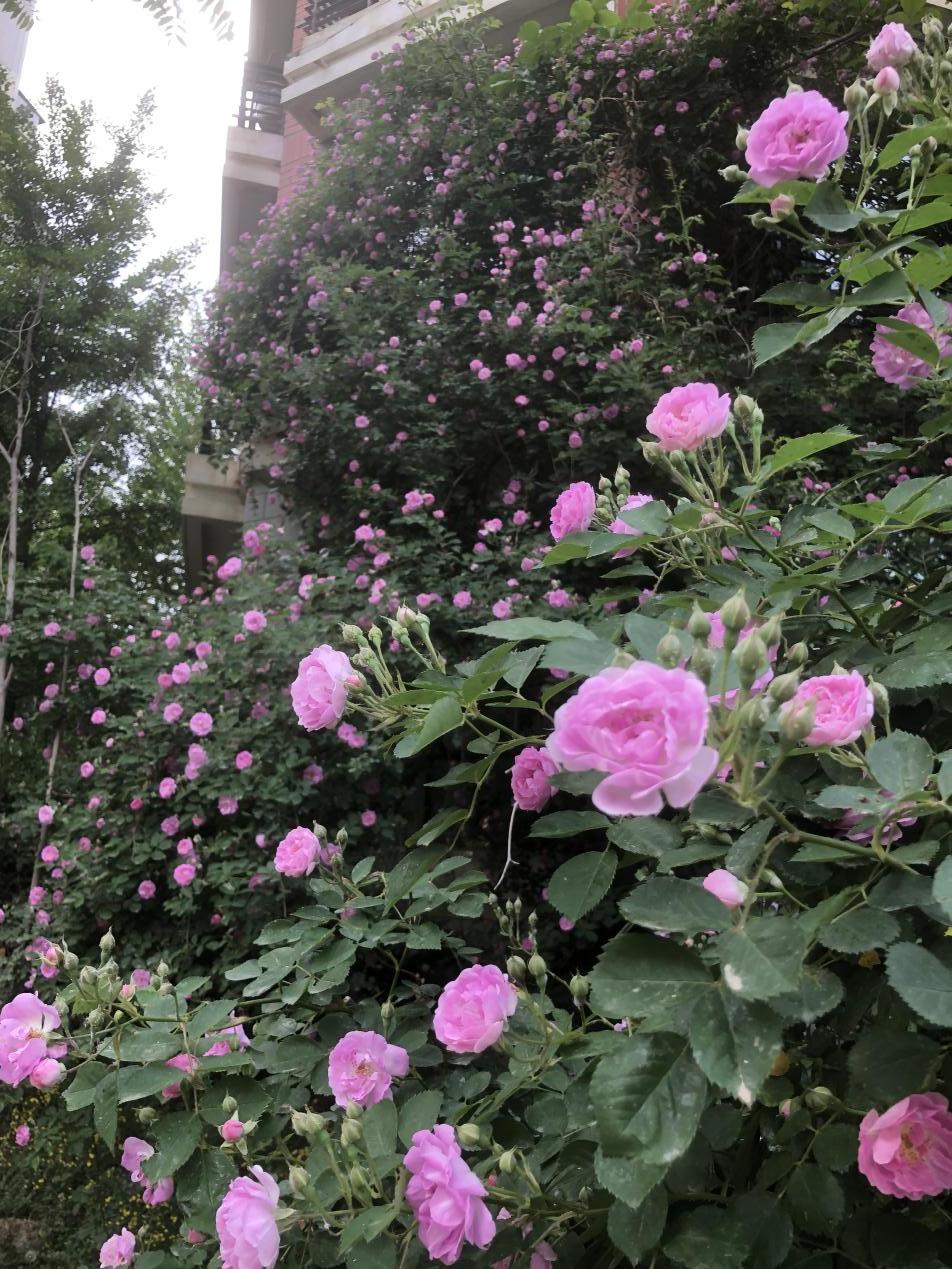 给最爱的Ta，送芍药还是玫瑰？