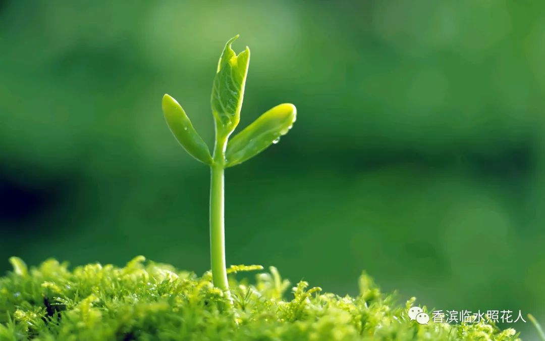 编写动物童话故事二年级,我的小铅笔