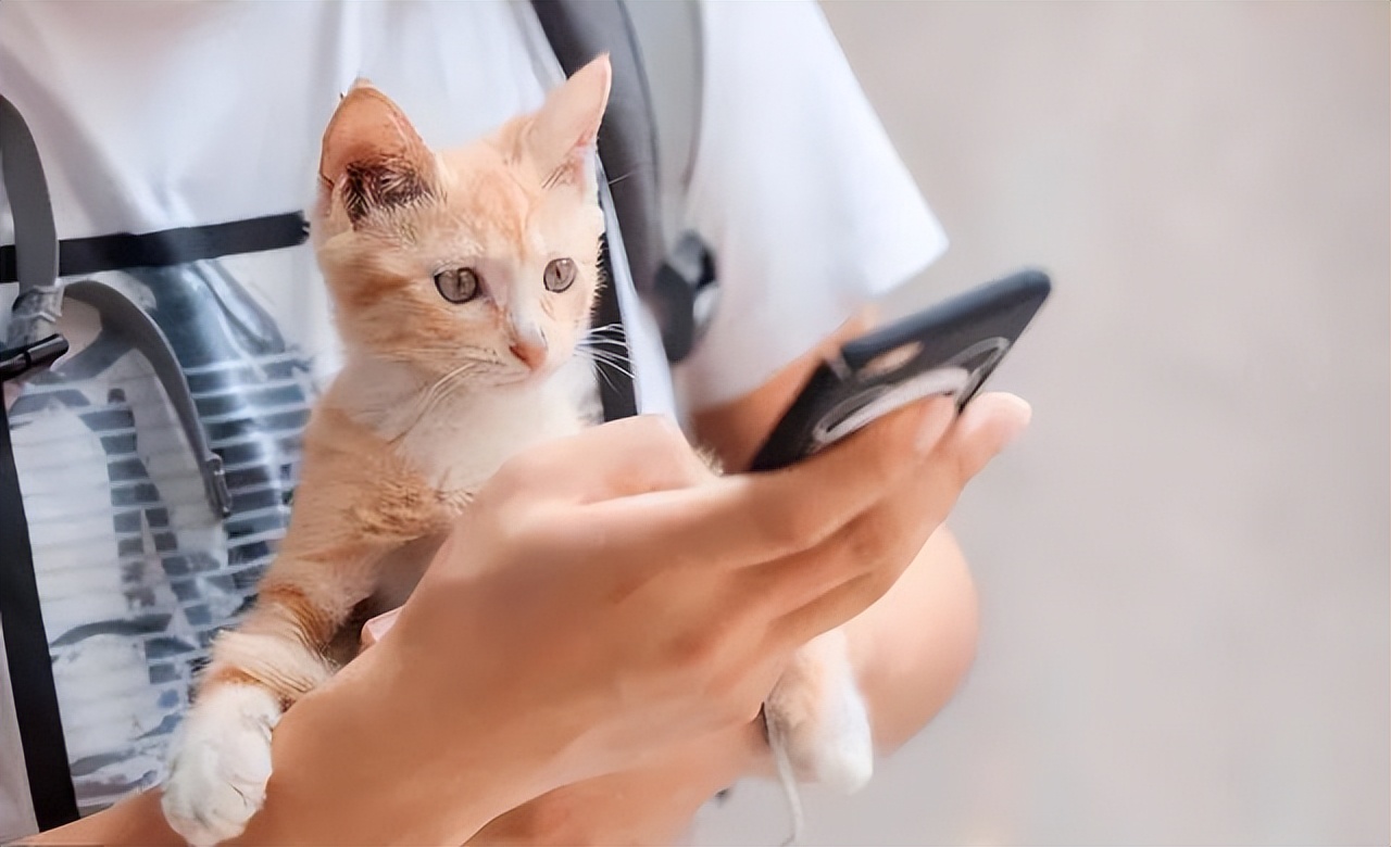 这三种猫不建议养,城市套路太多了实在防不胜防