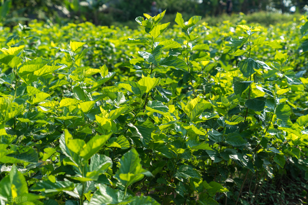 让人匪夷所思的婚外情事,那些令人匪夷所思的婚外情事39