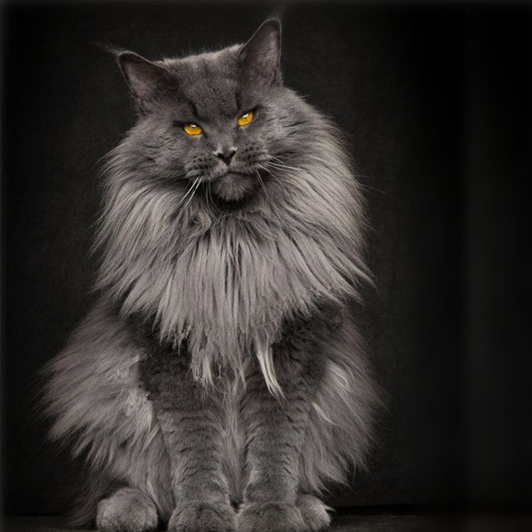 不建议新手养缅因,不养缅因猫的6个理由太可怕了