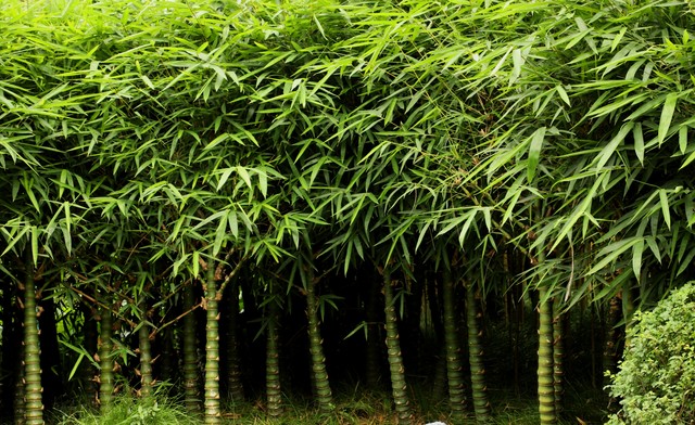 罗汉竹盆景,罗汉竹