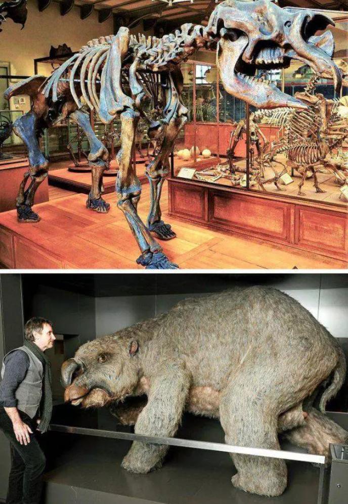 各种古生物化石图片,神秘的地球古生物昆虫化石