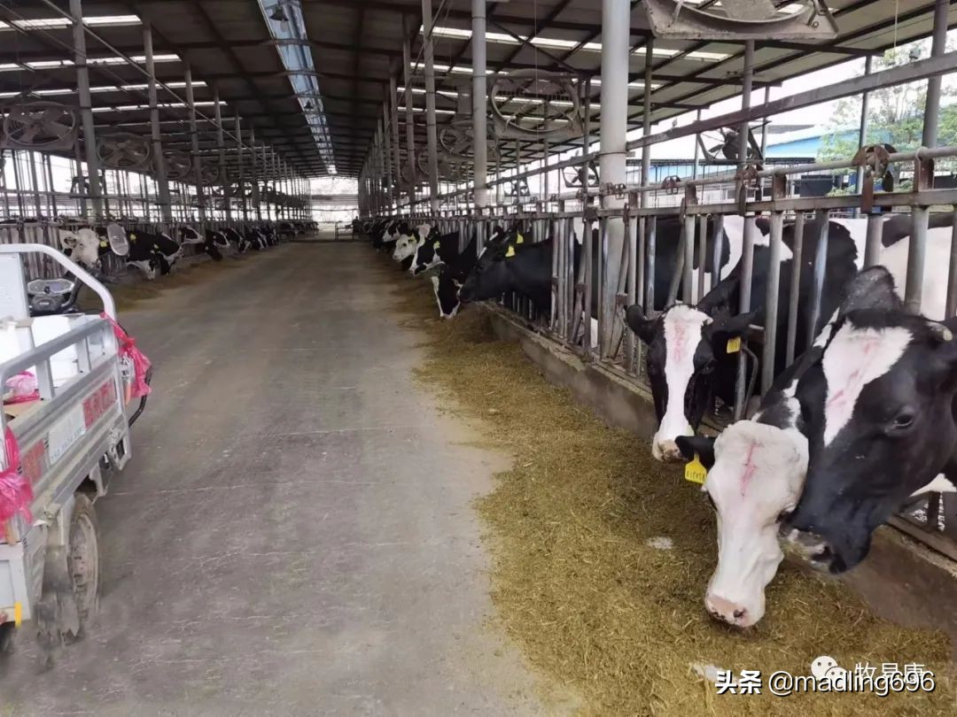 牧场标准化管理思路,牧场抖音运营